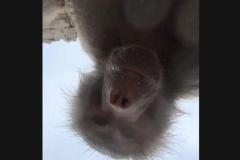 動物園で女性の携帯電話が落下、ヒヒたちが自撮りをしてしまう【動画】のイメージ画像
