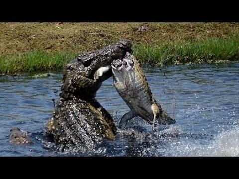 ワニvs ワニ 最強ワニが共食い 釣りにきた親子が目撃した衝撃場面 豪州 爆サイ Com甲信越版