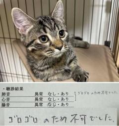愛猫の診察結果に飼い主爆笑肺音心音の聴診は「ゴロゴロのため不可」