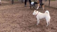 せっかくドッグランに来たのに……頑なに他犬と絡まない柴犬に「ワンコミュ障」「まるで職場の自分」