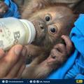 絶滅危惧種のオランウータン2匹を保護..