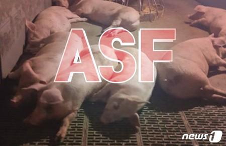 韓国・華川でASF（アフリカ豚熱）感染のイノシシ2頭確認