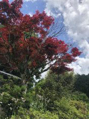 紅葉の木のイメージ画像