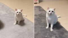 「構ってほしいニャ」眉間にシワを寄せて飼い主を見つめる姿を一年前と比較