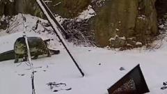 甘粛省祁連山保護区の監視カメラが下山するユキヒョウを撮影―中国のイメージ画像