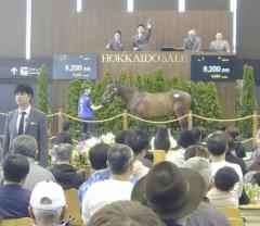 北海道トレーニングセール史上最高額！コントレイル産駒6200万円のイメージ画像