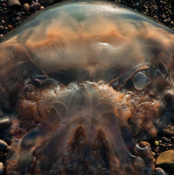 ﾊﾟｲﾚｰﾂｵﾌﾞｶﾘﾋﾞｱﾝのｲｶ人間のような生物が発見される ニュース総合掲示板 43レス 爆サイ Com南関東版