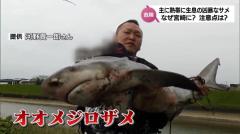 川のコイがかみちぎられた！宮崎市で釣り上げられたのは沖縄以北にはいないはずの凶暴なサメ"オオメジロザメ"なぜ？のイメージ画像