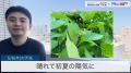 全国的に晴れ初夏の陽気に