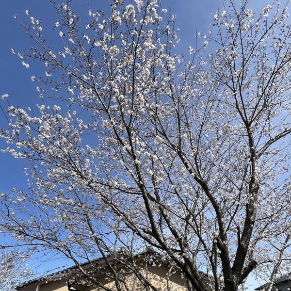 開花🌸のイメージ画像
