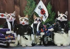 サザエさん家のタマ サザエさん でヌード解禁 カツオ 性の目覚めか 爆サイ Com中国版