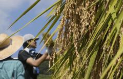 日米関税交渉：石破茂「譲歩しない」と強調も、コメが最初の譲歩項目になる可能性のイメージ画像