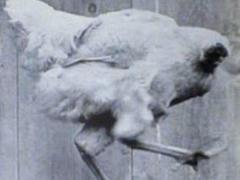 奇跡の鶏「首なし鶏マイク」なぜ頭を切り落とされたにもかかわらず18ヶ月も生き続けられたのかのイメージ画像