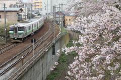 花園橋から見える桜と函館線