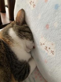 頭をクッションにめり込ませて眠る猫飼い主も心配するレベル