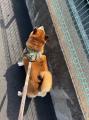 パンサー尾形の妻、待望の新居引き渡..