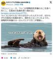 【生態系】うれしいニュース、ラッコ..