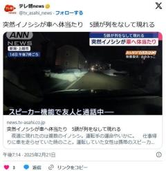 【動物】突然イノシシが車へ体当たり5頭が列をなして現れるのイメージ画像