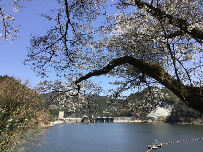桜と松原ダムと梅林湖のイメージ画像