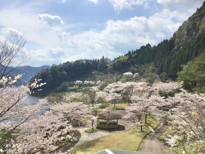 蜂の巣公園の桜のイメージ画像