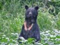 クマの猛攻撃「うつぶせ」防御に驚きのエビデンス！ 医師が証言「首や顔面に致命傷は一人もいない」