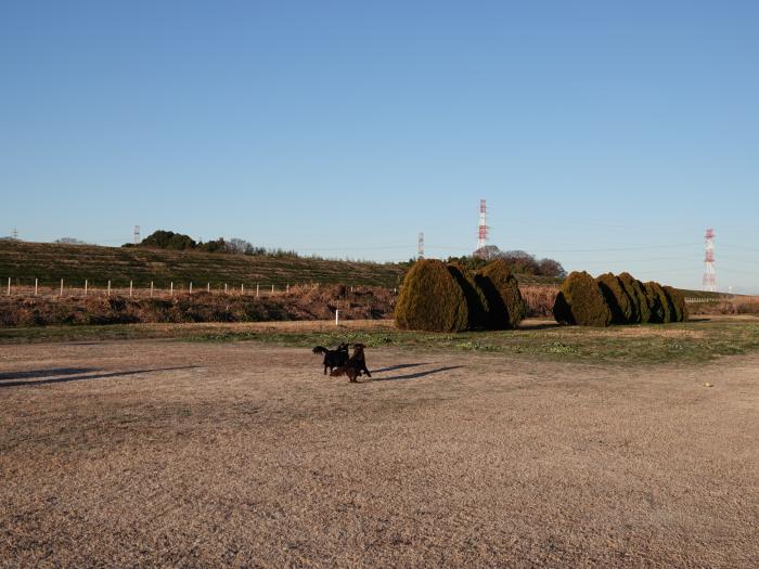 河川敷の青空と犬のイメージ画像