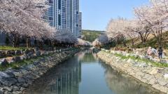 釜山の桜のイメージ画像