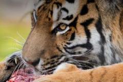 デンマークの動物園、肉食獣のエサにするため「ペットを下さい」のイメージ画像