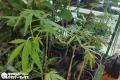 タイ保健相、大麻規制の強化を表明～7月16日の抗議行動にも揺るがず