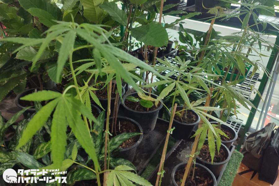 タイ保健相、大麻規制の強化を表明～7月16日の抗議行動にも揺るがず