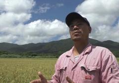 “青田買い”石垣島で新米の収穫始まる 県外業者から問い合わせ「農協と比べても、驚くような金額」一方で害虫や害獣被害も…のイメージ画像