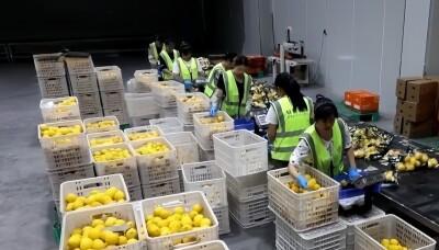 海外注文で在庫が手薄に、四川安岳レモンの輸出量が激増―中国