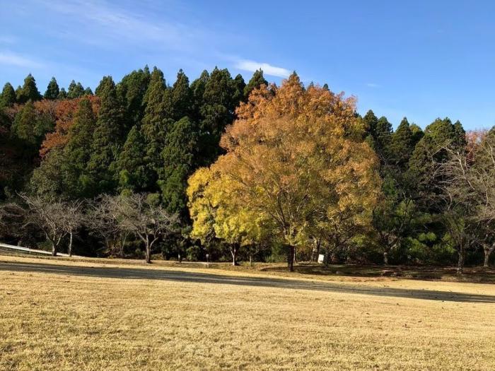 紅葉と青空のイメージ画像