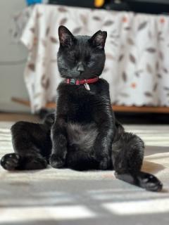 あなたは「仙人」派？「おっさん」派？日向ぼっこ中の猫が可愛い
