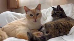 猫の「フレーメン反応」まさかのおかわり ぽかーん顔を連発する猫ちゃんに爆笑のイメージ画像