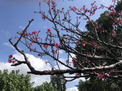 漫湖公園の桜のイメージ画像
