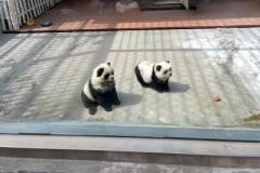 物議醸す動物園の「パンダ犬」、連れてこられた時はすでにパンダ色―中国のイメージ画像