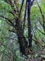 雲南省で樹齢1000年以上の野生のヒマラ..
