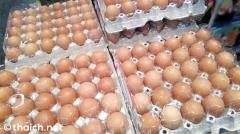 卵の価格上昇は、暑く乾燥した天候が原因のイメージ画像
