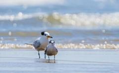 「神話の鳥」ヒガシシナアジサシが山東省日照市に再び飛来―中国のイメージ画像