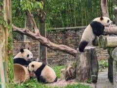 妊娠143回、出産199頭の「業績」誇る、パンダのお見合い術とは？―中国のイメージ画像