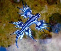 プーケット・カロンビーチで「ブルードラゴン（アオミノウミウシ）」確認～小さくても猛毒