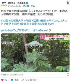 【速報】北大に激ヤバ植物が生えてくる