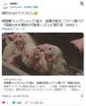 【🥚】卵高騰“エッグショック”超え猛暑が続きニワトリ夏バテ「高値のまま推移の可能性」
