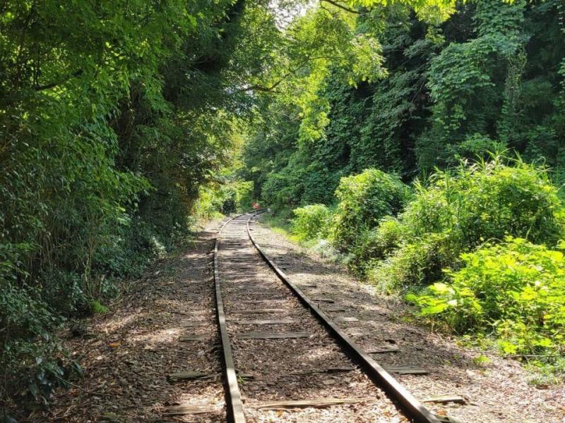 旧国鉄倉吉線廃線跡・竹林のイメージ画像