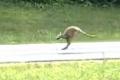 飼われていたカンガルーが脱走、高速..