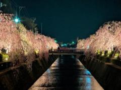 天童倉津川 しだれ桜