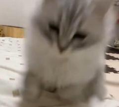よーいドン！カメラに向かって勢いよく突進する子猫ちゃん