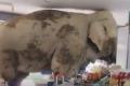 空腹のゾウ、タイの食料品店に入って..