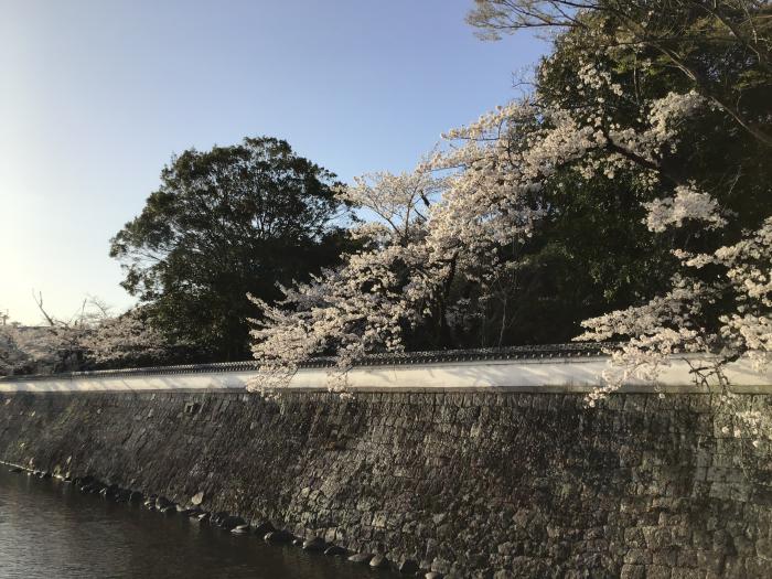 月隈公園の桜と石垣のイメージ画像